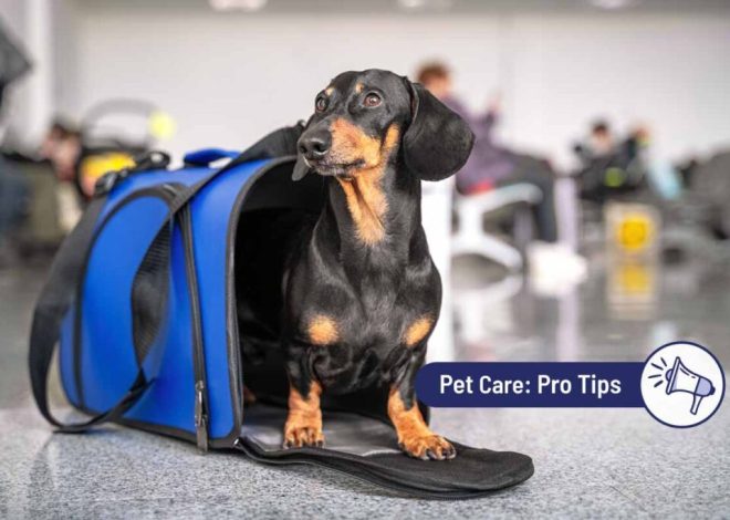 A Comprehensive Guide to Flying with Your Dog