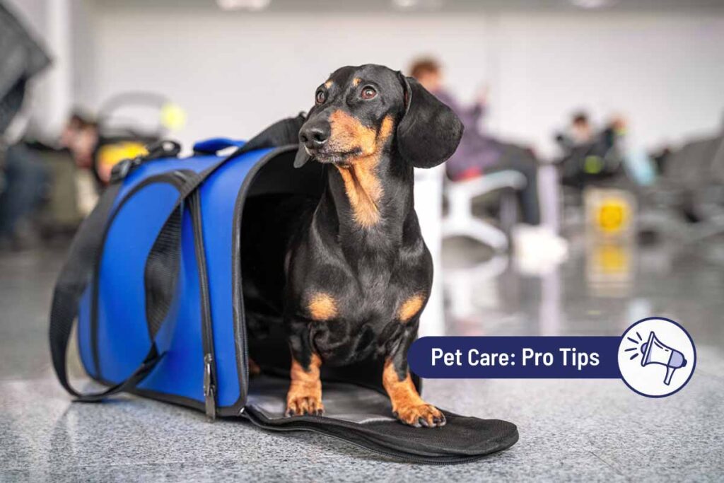 A Comprehensive Guide to Flying with Your Dog
