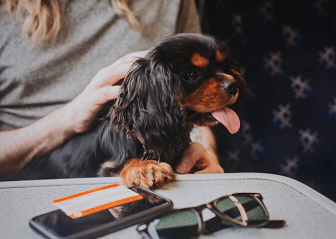 Can Dogs Travel on Trains?
