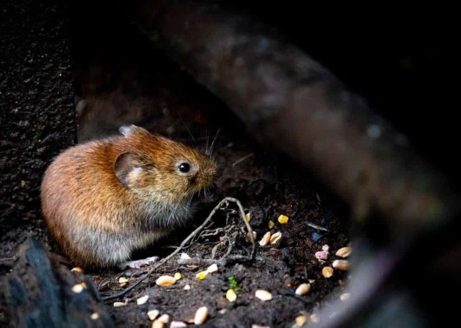 How Far Do Rats Travel From Their Nest?
