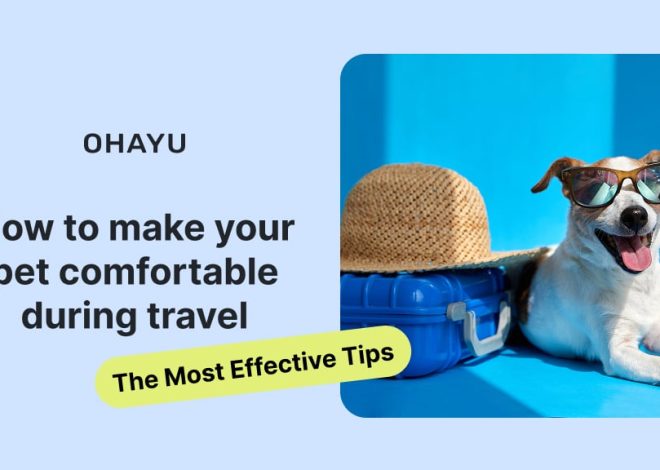 How to Make Your Pet Comfortable During Travel