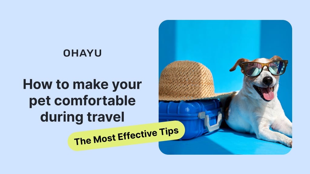 How to Make Your Pet Comfortable During Travel