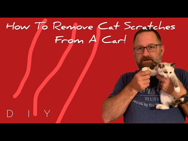 How to Remove Cat Scratches from Your Car