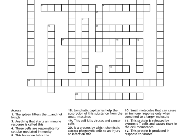 Immune System Protein Crossword