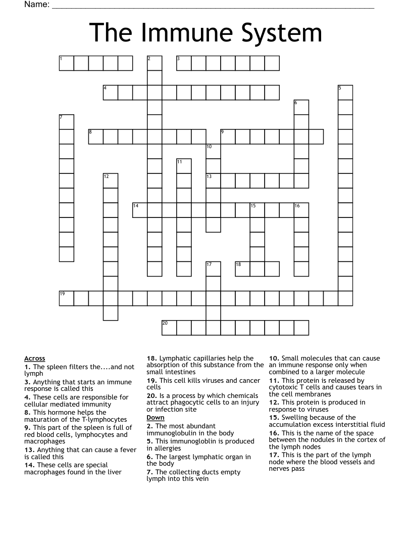 Immune System Protein Crossword