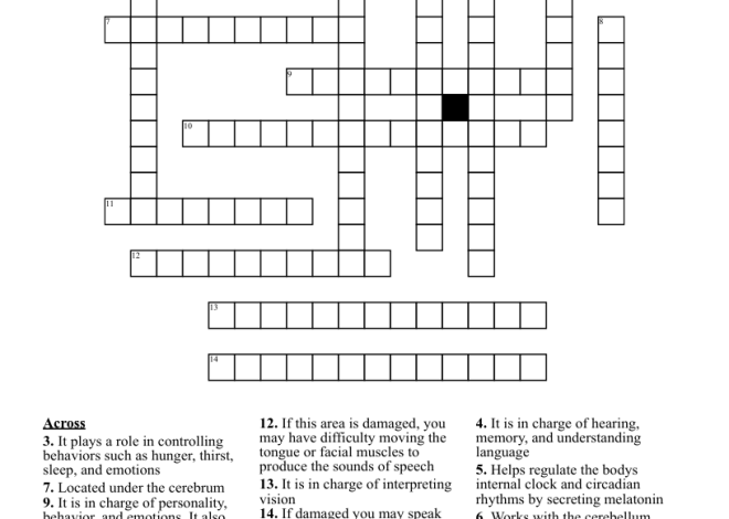 Brain Part Crossword Clue 8 Letters