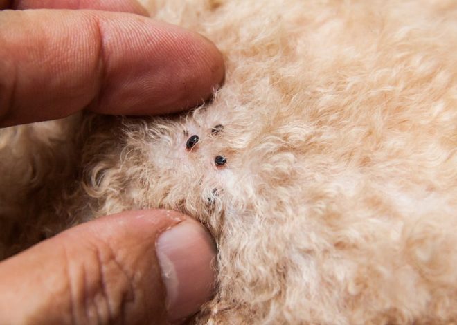 Can Fleas Travel on Humans to Another House?