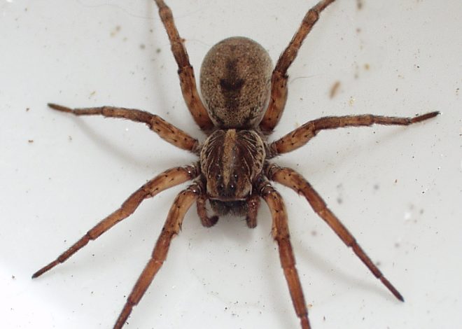 Are Spiders Smart? WordPress Article Title