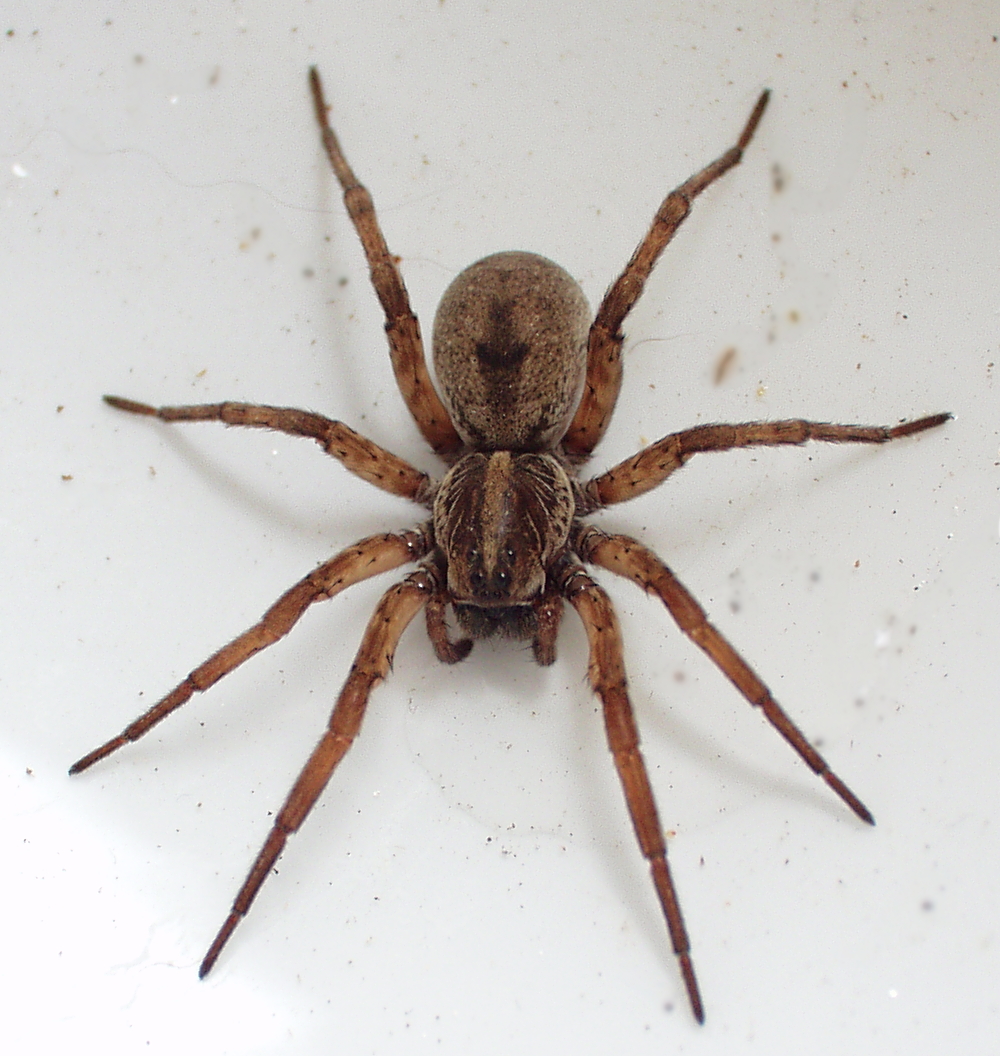 Are Spiders Smart? WordPress Article Title