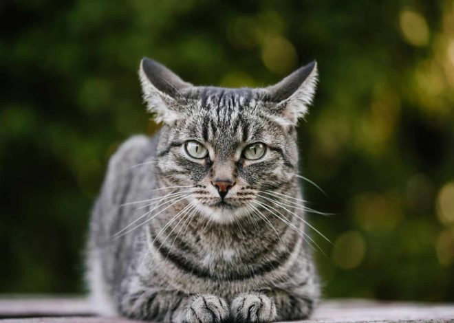 Cat Burns’ Girlfriend: A Deep Dive into Their Relationship