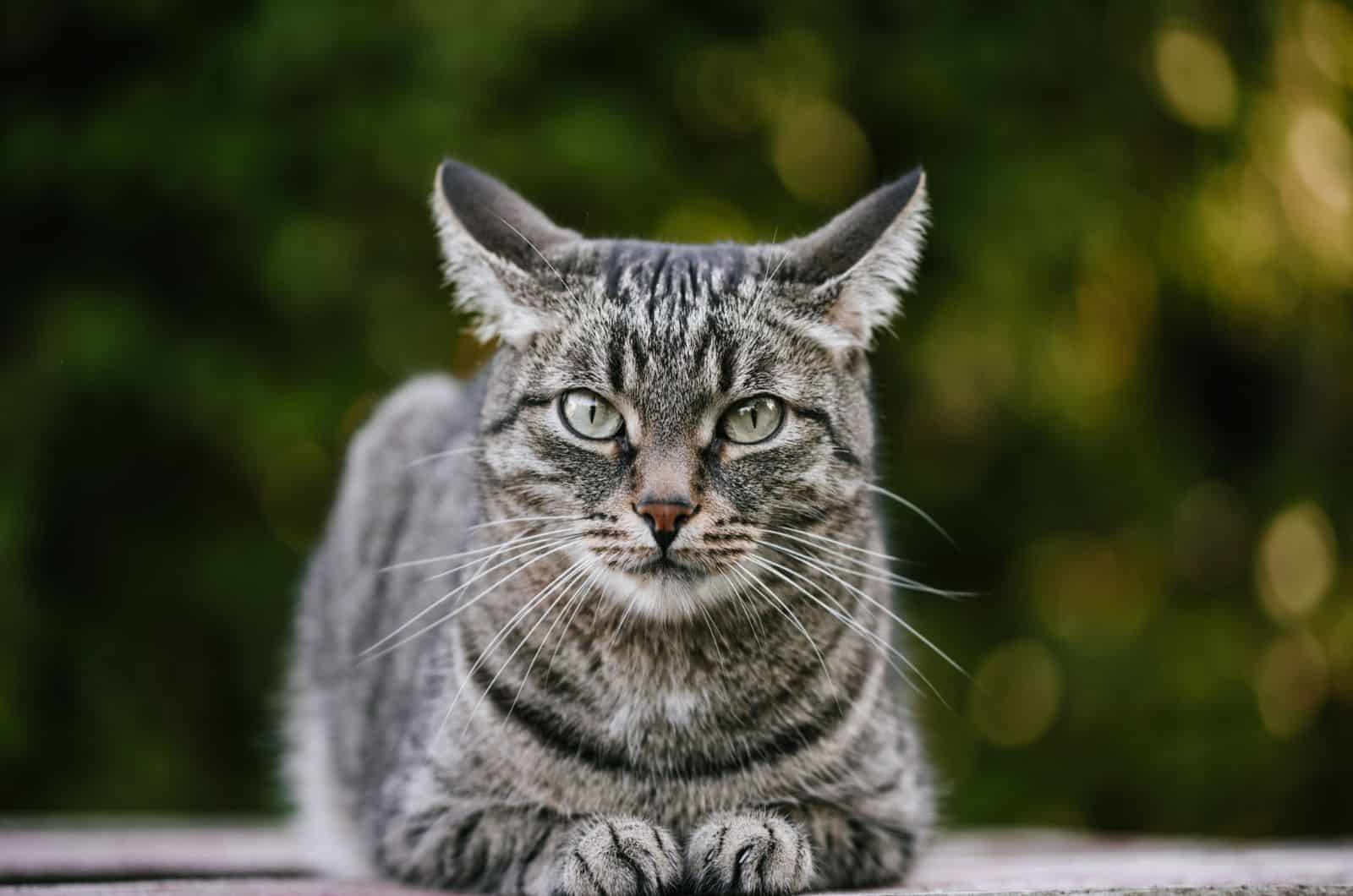 Cat Burns’ Girlfriend: A Deep Dive into Their Relationship